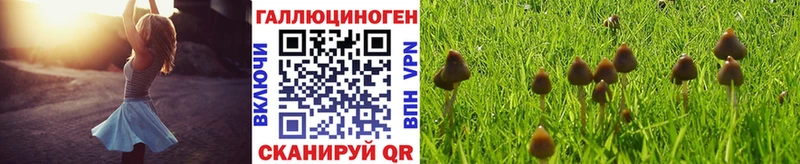 магазин    МЕГА ссылка  Псилоцибиновые грибы мицелий  Юрга 